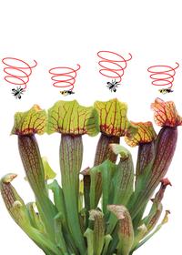 Pianta cattura insetti