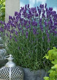Set Lavanda