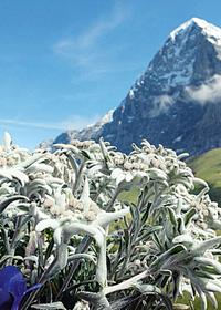 Set Stelle Alpine